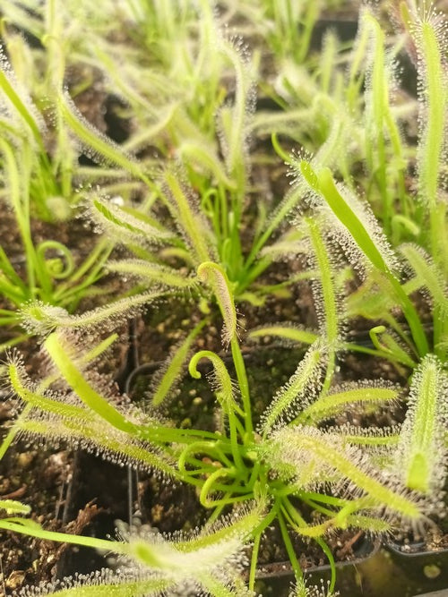drosera capensis 'alba'