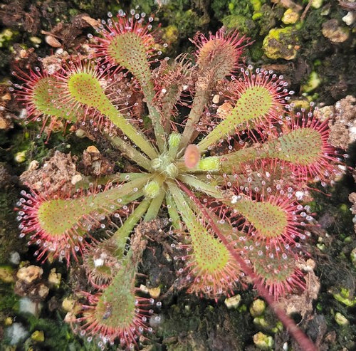 drosera spatulata