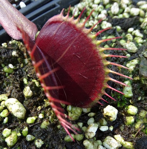 Dionaea muscipula 'Aka Ryu'