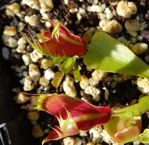 Dionaea muscipula 'Areva'