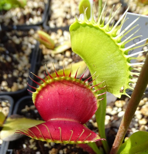 Dionaea muscipula 'B52'
