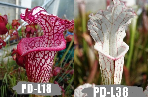 A16: Graines de sarracenias Leucophylla giant(L18,MK) X Leucophylla Alba