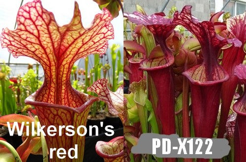 A19: Graines de sarracenias Wilkerson's red X (leah wilkerson X (Flava atropurpurea X Flava rubricorpora))