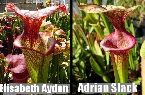 G35: Graines de sarracenias 'Elisabeth aydon' X 'Adrian slack'