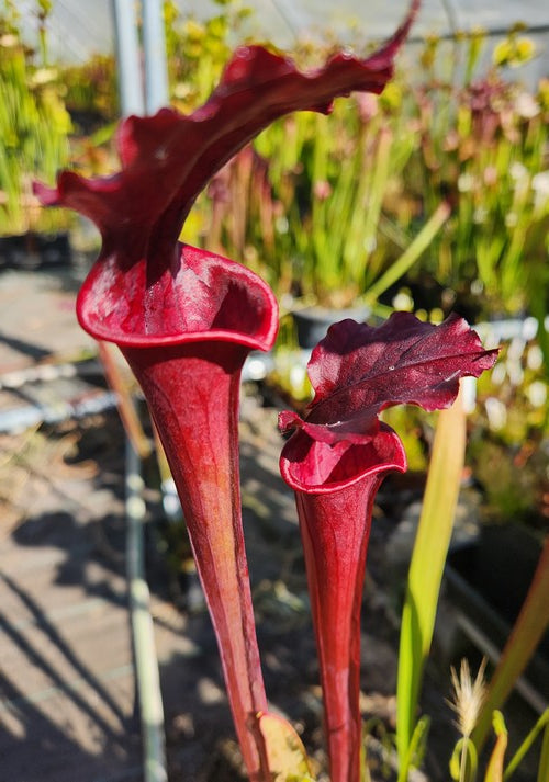 sarracenia xmooreï D. E.König