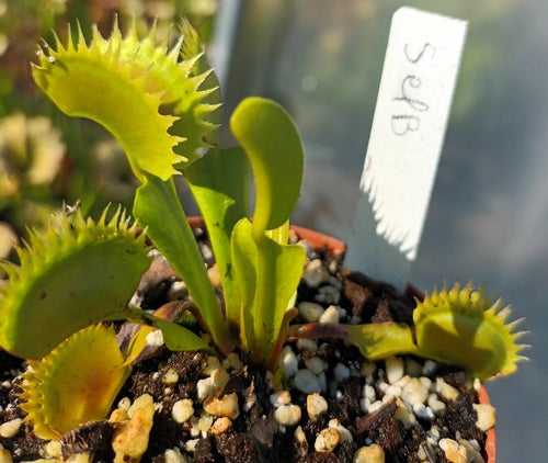 Dionaea muscipula '2017 sel B '