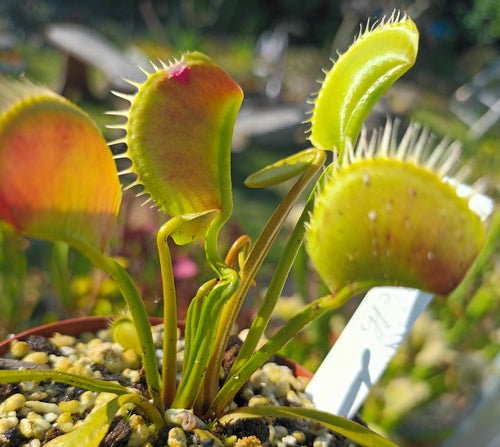 Dionaea muscipula 'Short teeth'