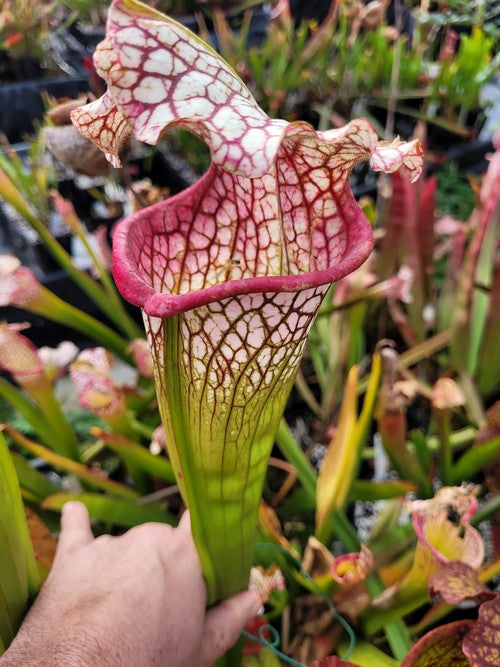 sarracenia "LA BêTE"