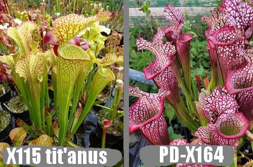 G4: Graines de sarracenias "Tit'Anus' X PD-X164