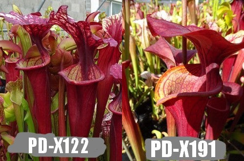 A9: Graines de sarracenias PD-X122 X (Bella X Flava atropurpurea)