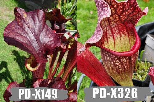 A29: Graines de sarracenias PD-X149 X "Belle de saint-jean"