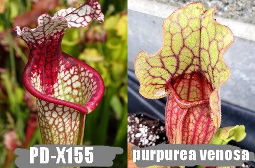 A7: Graines de sarracenias PD-X155 X Purpurea venosa