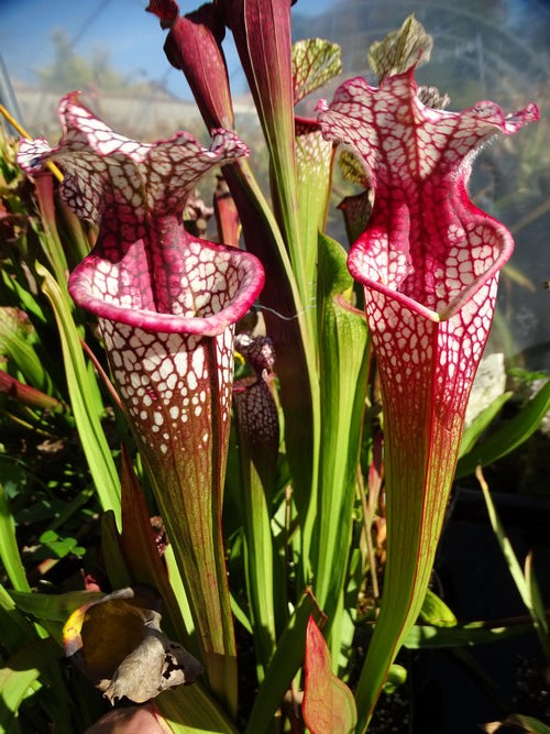 Sarracenia PD-X155 Leah wilkerson X leucophylla