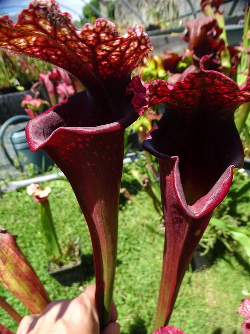 Sarracenia PD-X158 -- Superjutaphil X leah wilkerson
