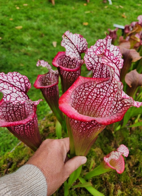 sarracenia PD-X164