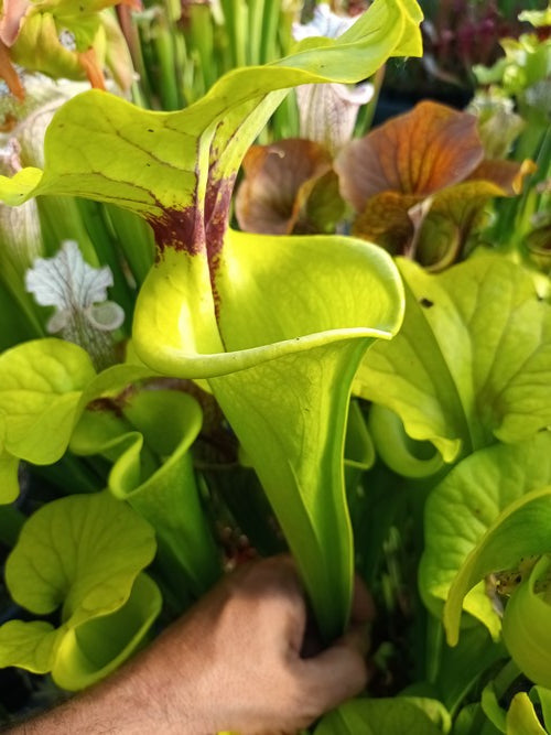 Sarracenia PD-X235