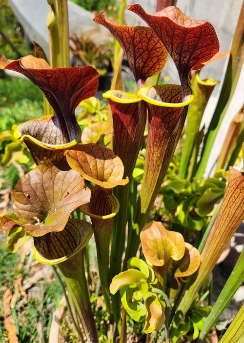 sarracenia x “Caramel beurre salé”