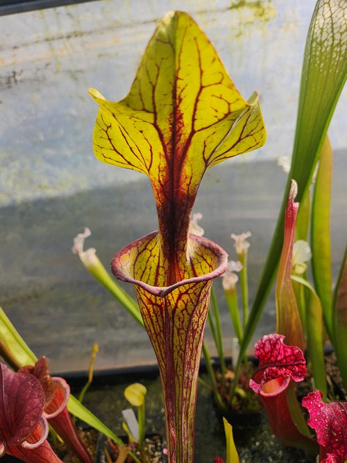 sarracenia Flava var. Ornata PD-X255