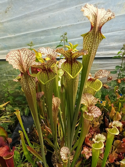 Sarracenia PD-X262 'LILIANNA' register vultivar