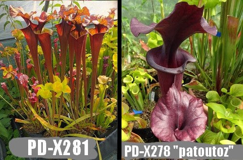 G34: Graines de sarracenias (leah wilkerson X (S. flava var. atropurpurea x S.flava var. rubricorpora)) X 'Patoutoz'