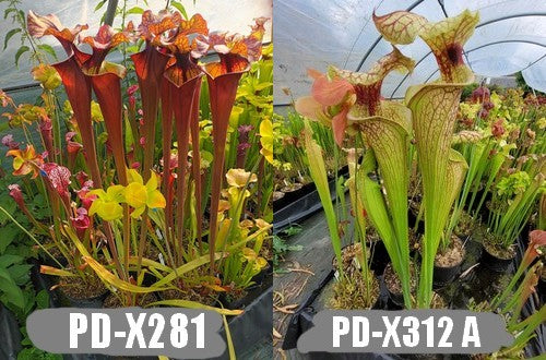 A12: Graines de sarracenias PD-X281 X PD-X312