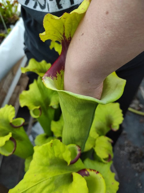 sarracenia x “Ilona”
