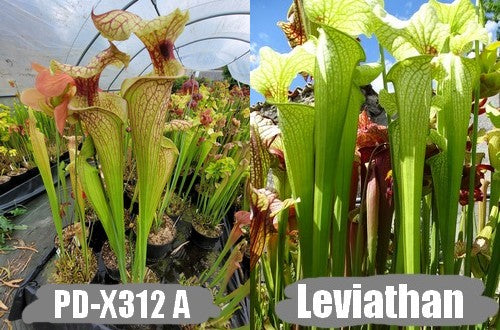 A21: Graines de sarracenias PD-X312 X 'Leviathan'