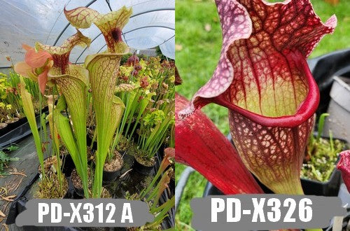 A14: Graines de sarracenias (Leucophylla x Flava var. rugelii) X "Belle de Saint-Jean"