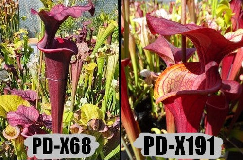 A1: Graines de sarracenias (leucophylla X (S. flava var. atropurpurea x S.flava var. rubricorpora)) x (Bella xflava var. Atropurpurea)