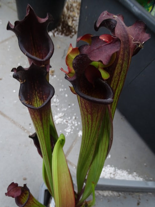 sarracenia "Raramina"