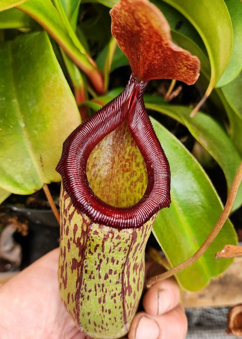 Nepenthes x Sam (Nepenthes Talagensis x Nepenthes ventricosa)
