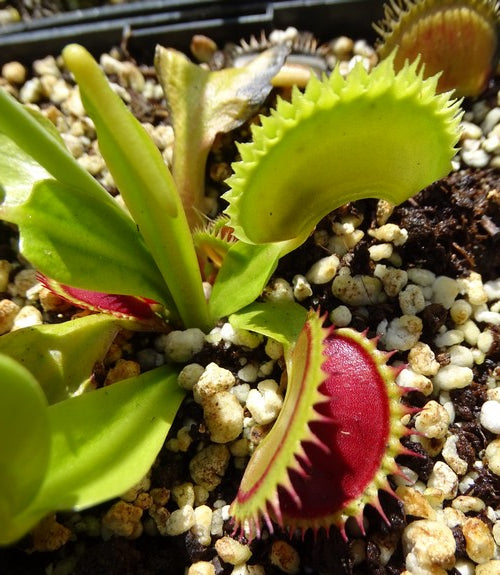 Dionaea muscipula 'Dracula'