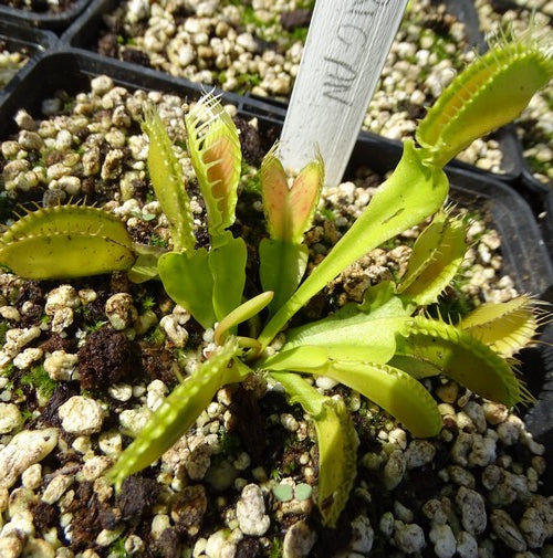 Dionaea muscipula 'Korrigan'