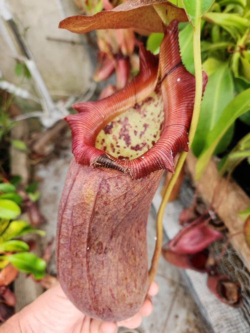 Nepenthes x Rob (Nepenthes robcantleyi x Nepenthes ventricosa)