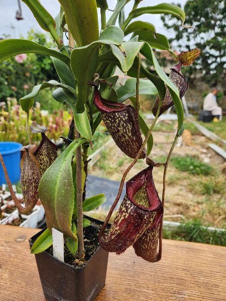 Nepenthes talagensis