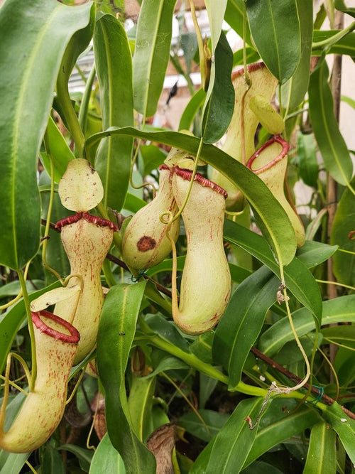 Nepenthes Ventricosa