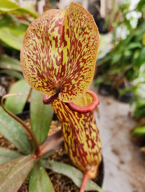Nepenthes X 'Gaya' (Nepenthes khasiana x (ventricosa x maxima))