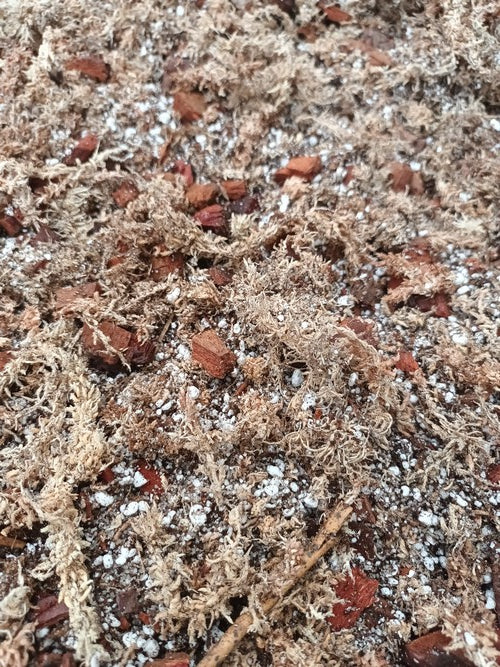 Mélange pour nepenthes