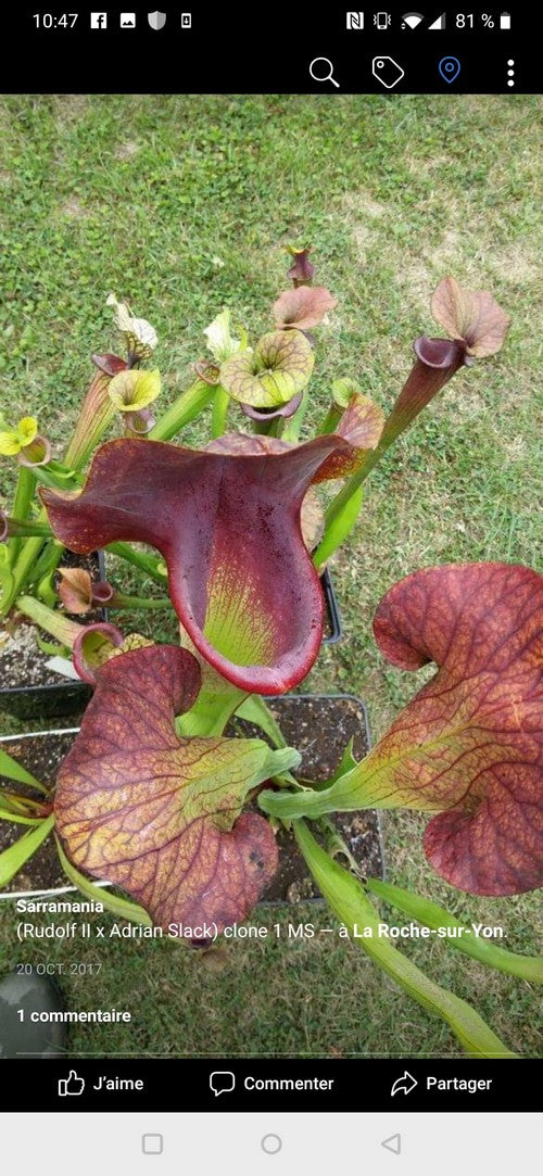Sarracenia (Rudolf II X Adrian slack) clone 1MS