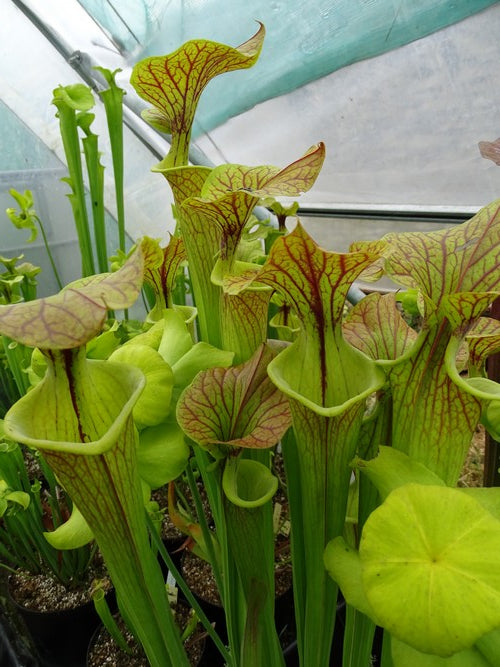 Sarracenia flava var.Cuprea (very large form)