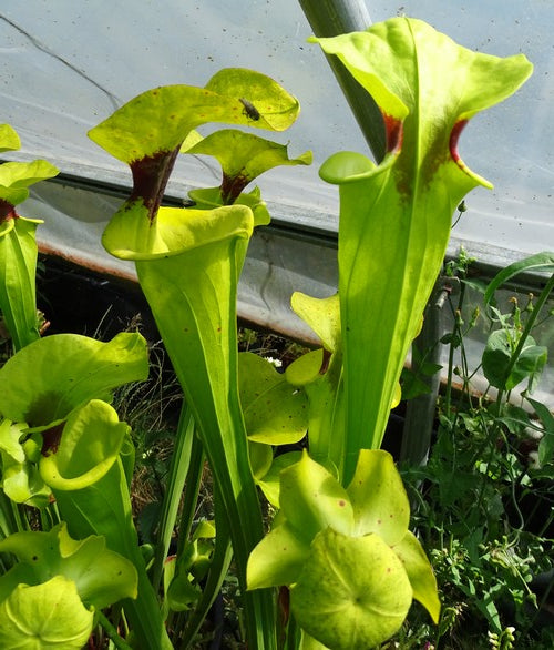 sarracenia Flava var rugelii Giant robust clone