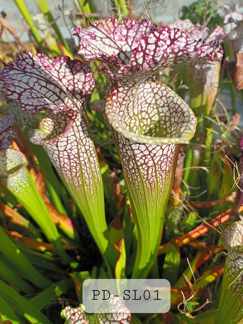 sarracenia leucophylla PD-L01