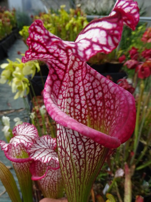 sarracenia Leucophylla Giant pink lip