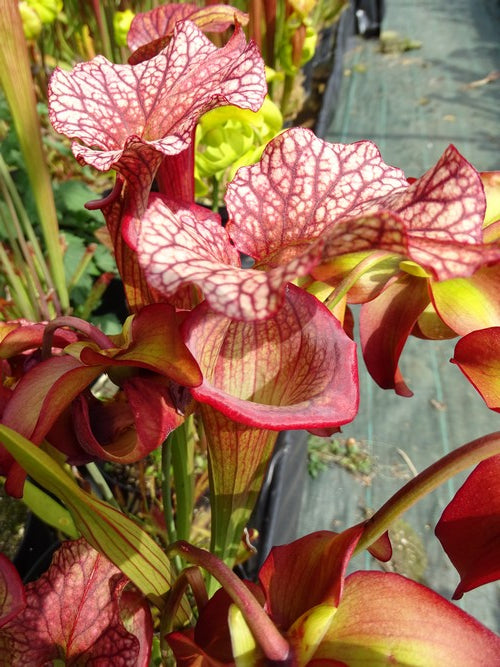 sarracenia Wilkerson's red