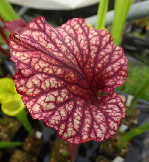 sarracenia leucophylla large X rubri burgundy