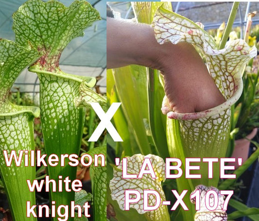 graines de Wilkerson white knight X 'La Bête'