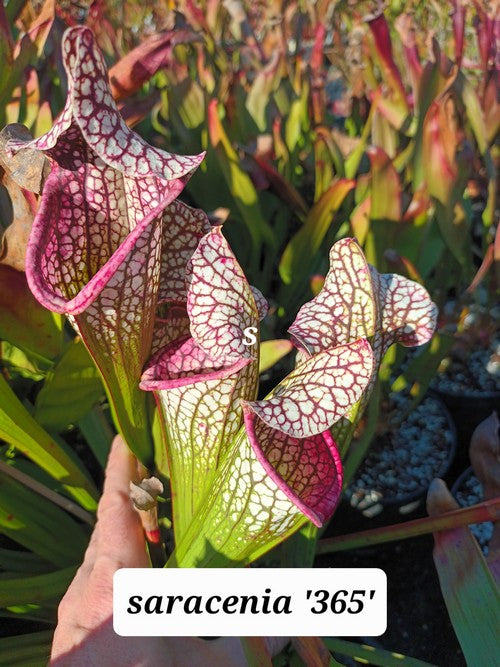 Sarracenia PD-X102 '365'