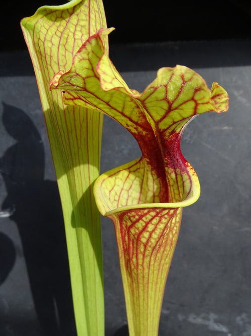 Sarracenia PD-X113 wilkerson white knight X Wilkerson red clone Q
