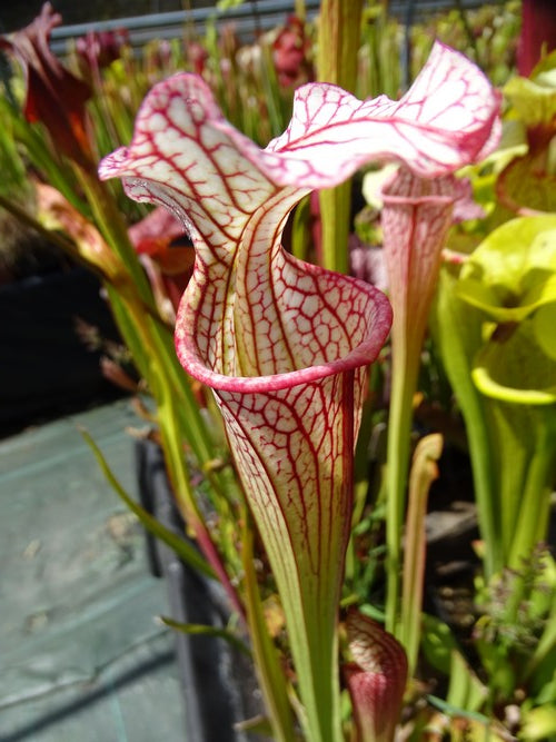 Sarracenia PD-X124