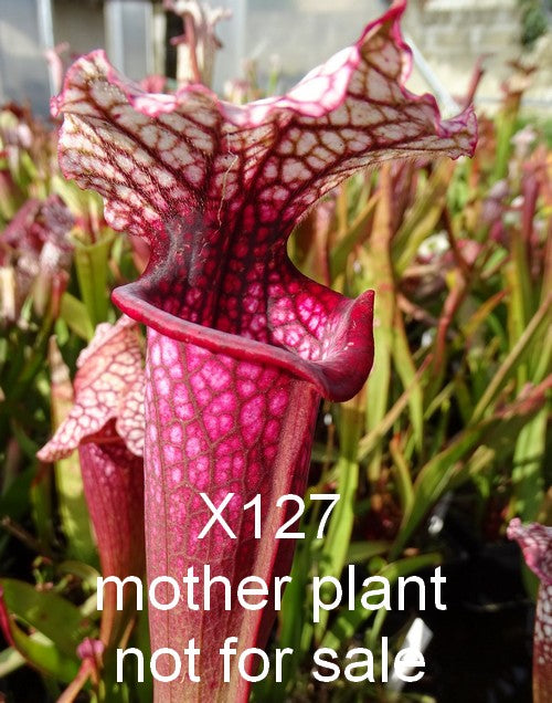 Sarracenia PD-X127-- Superjutaphil X Wilkerson white knight